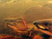 Самец и самка горбуши в потоке
