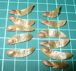 seeds of P.peuce