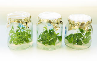 Collection of in vitro clones of rare species of the family Betulaceae