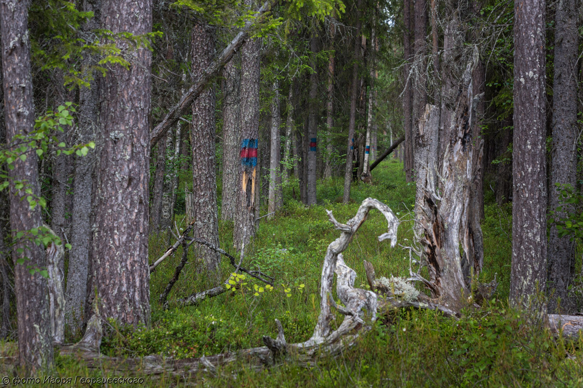 Костомукша заповедник