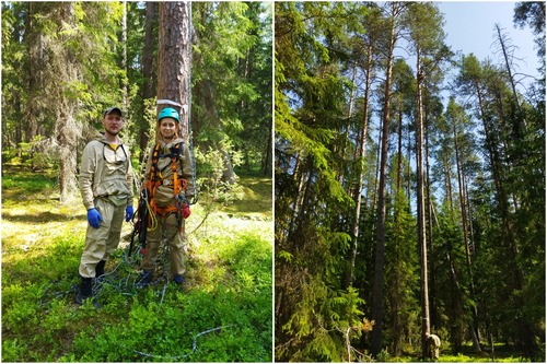 Для получения побега с кроны доктор биологических наук Наталия Галибина поднимается на высоту до 25 метров. На фото справа – работы на высоте