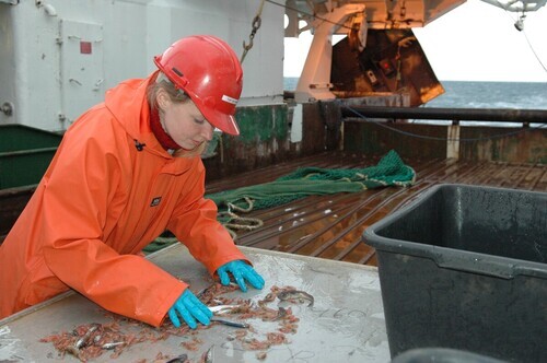 В поисках лептоклинуса: Светлана Пеккоева разбирает вылов в морской экспедиции. Фото: Karine Nigar Aarskog / UiT Арктический университет Норвегии