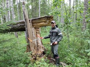 Старший научный сотрудник лаборатории динамики и продуктивности таежных лесов Иван Ромашкин исследует крупные древесные остатки