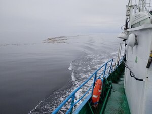 Полоса водорослей рода Fucus в области фронтальной зоны Онежского залива Белого моря