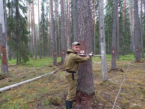 Руководитель лаборатории динамики и продуктивности таежных лесов Института леса КарНЦ РАН Алексей Пеккоев проводит измерение толщины ствола