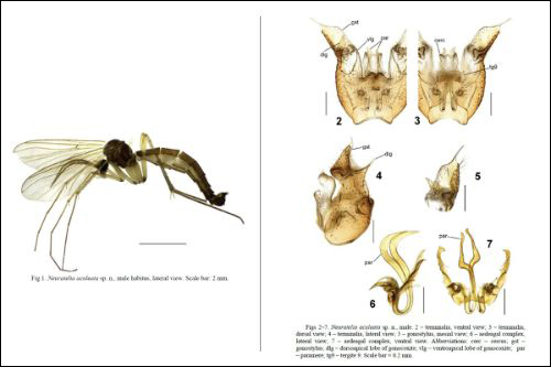 Новый вид – Neuratelia aculeata, справа – детали строения половых органов самца. Фото: А. Полевой / Far Eastern Entomologist