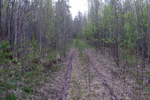 Лесной участок дороги, на котором проводилось исследование