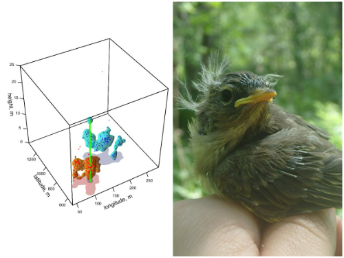 3D-модели территорий певчих птиц по данным карельских орнитологов; птенец пеночки-веснички