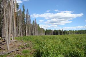 Экотон — переходная зона между вырубкой и лесом