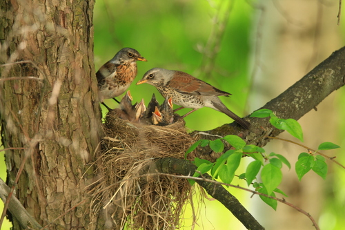 Рябинники (Turdus pilaris) Рябинники (Turdus pilaris)