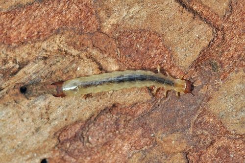   (Boros schneideri)