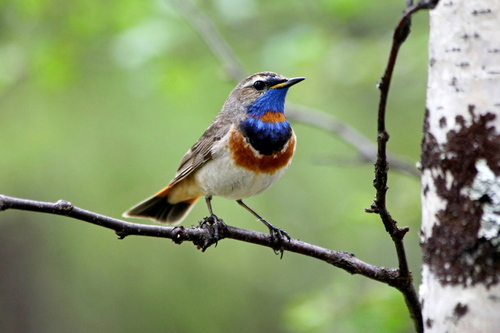  (Luscinia svecica)