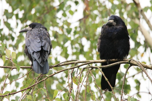  (Corvus frugilegus)