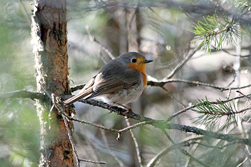  (Erithacus rubecula)      