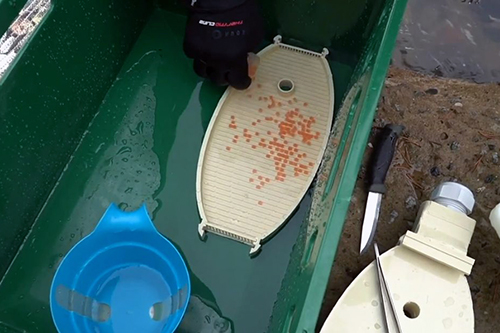 Гнездо-инкубатор "Salmo-3000". Кадр из видео Ассоциации "Русский лосось" Гнездо-инкубатор "Salmo-3000". Кадр из видео Ассоциации "Русский лосось"