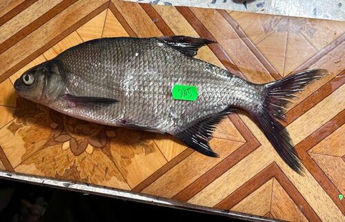 Лещ Abramis brama, выловленный в Сямозере Лещ Abramis brama, выловленный в Сямозере