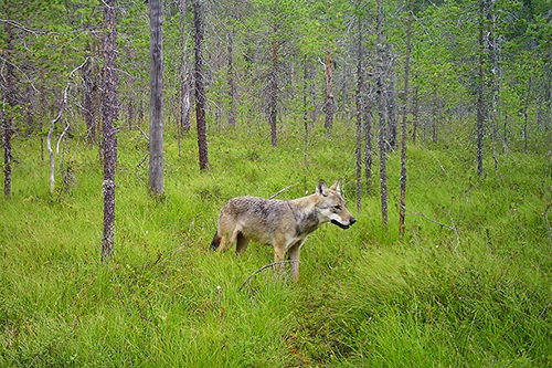 Серый волк (Canis lupus) в лесу в Карелии. Фото: Данила Панченко / Институт биологии КарНЦ РАН Серый волк (Canis lupus) в лесу в Карелии. Фото: Данила Панченко / Институт биологии КарНЦ РАН