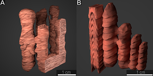 Сравнение 3D-моделей строматолитов Sundosia mira (А) и Segosia columnatis (B) Сравнение 3D-моделей строматолитов Sundosia mira (А) и Segosia columnatis (B)
