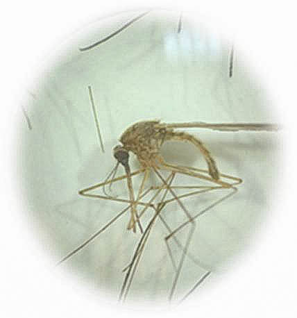        Anopheles claviger