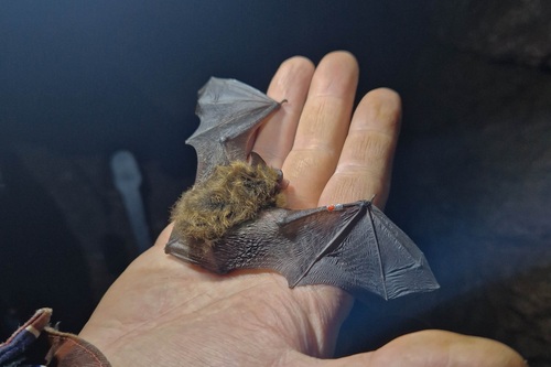      (Myotis)