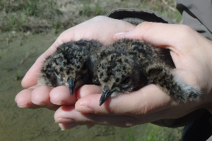   (Vanellus vanellus). : .  /   